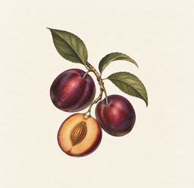 Plum