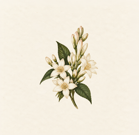 Jasmine & Tuberose